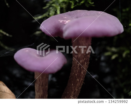 velvety fungi amid moist woodland gloom, quietly illuminated toadstools with textured stems and caps velvety fungi amid moist woodland gloom, quietly illuminated toadstools with textured stems and caps 134259992