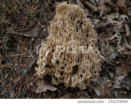 forest floor cauliflower growth, intricate fungus resembling honeycomb on forest ground surface 134259994