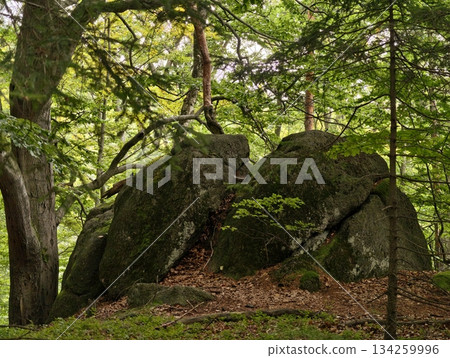 serene scene featuring mosscovered giant stone amidst ancient woodland with filtered sunlight serene scene featuring mosscovered giant stone amidst ancient woodland with filtered sunlight 134259996