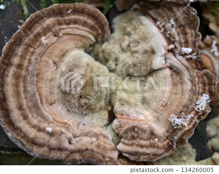 closeup of fungal shelf, rustic forest decay featuring fungi with concentric rings and fuzzy spores 134260005