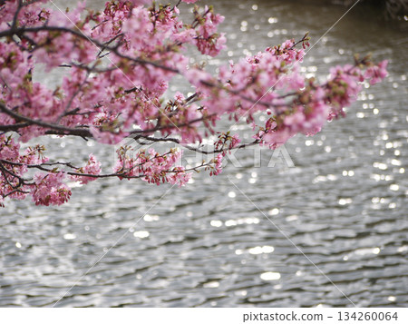Kawazu river and Kawazu cherry tree Kawazu river and Kawazu cherry tree 134260064