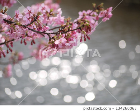 Kawazu river and Kawazu cherry tree 134260065