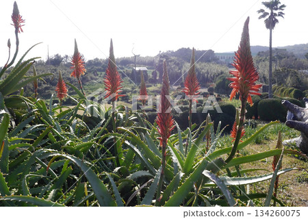 2021年11月津目崎蘆薈花 2021年11月津目崎蘆薈花 134260075