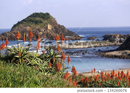 Aloe flowers in Tsumekizaki in November 2021 Aloe flowers in Tsumekizaki in November 2021 134260076