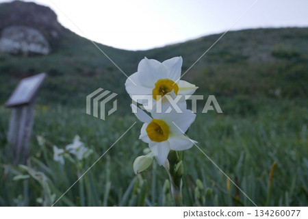 2021 年 11 月妻子木崎的水仙花 2021 年 11 月妻子木崎的水仙花 134260077