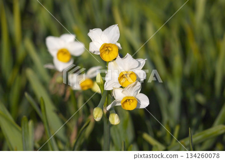 Daffodils in Tsumekizaki in November 2021 Daffodils in Tsumekizaki in November 2021 134260078