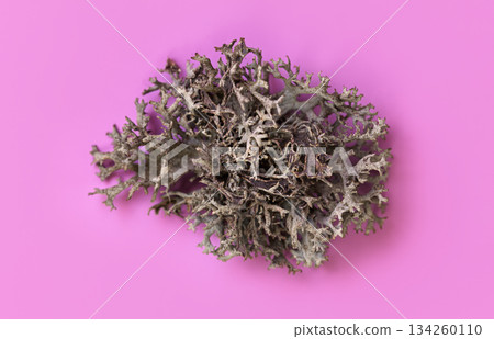 Detail of Icelandic lichen (Cladonia rangiferina) structure on purple violet. Abstract organic photo. Detail of Icelandic lichen (Cladonia rangiferina) structure on purple violet. Abstract organic photo. 134260110