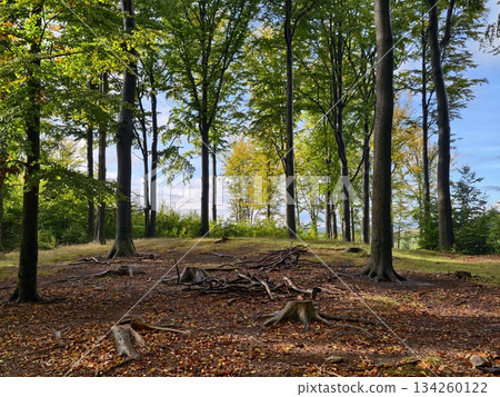 sunshine filters through leafy branches, golden rays shine over tranquil grove with natural elements sunshine filters through leafy branches, golden rays shine over tranquil grove with natural elements 134260122