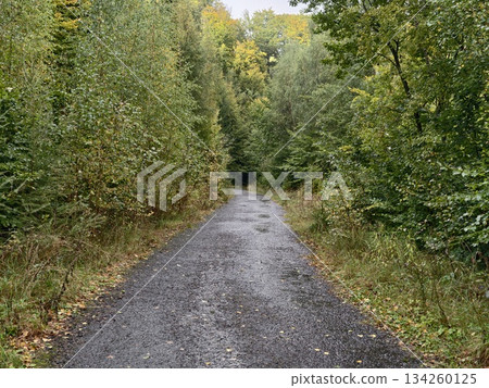 woodland trail for explorers, dense trees create perfect setting for outdoor trekking enthusiasts woodland trail for explorers, dense trees create perfect setting for outdoor trekking enthusiasts 134260125