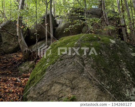 serene forest with mosscovered rocks, peaceful woodland area emphasizing natural textures 134260127