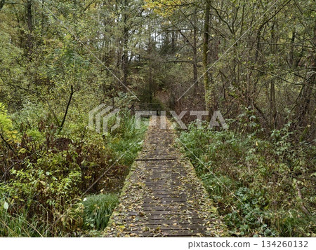 tranquil exploration through waterlogged terrain on weathered planks amid thriving wetland tranquil exploration through waterlogged terrain on weathered planks amid thriving wetland 134260132