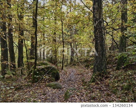 serene sundappled clearing in woods adorned with golden leaves and tranquil outdoor ambiance serene sundappled clearing in woods adorned with golden leaves and tranquil outdoor ambiance 134260134