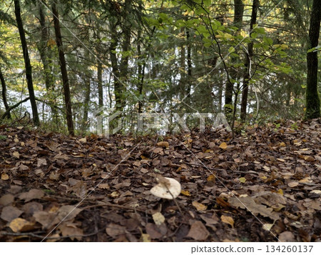 single mushroom rests peacefully on moist forest floor surrounded by fallen leaves and moss 134260137