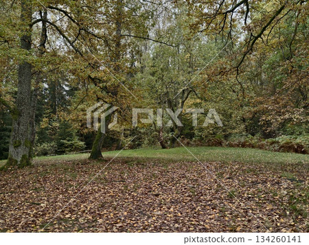peaceful environment featuring fallen leaves and gentle shade amid expansive park surroundings 134260141
