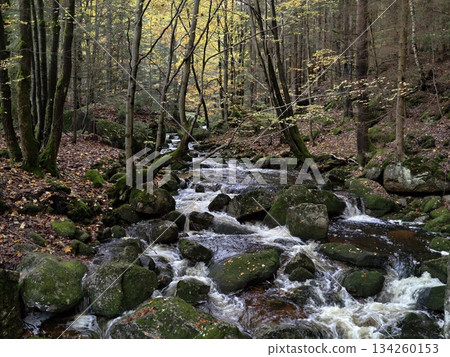 forest stream serenity, peaceful river winding through mosscovered rocks during autumn afternoons forest stream serenity, peaceful river winding through mosscovered rocks during autumn afternoons 134260153