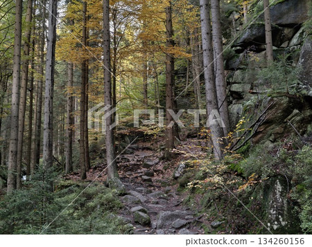 golden trees and leafcovered trail, peaceful woodland walk with sunlight shining through colorful 134260156