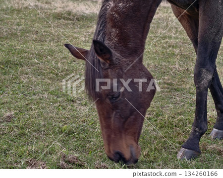 equine peacefully grazes, gentle equine scavenging on verdant countryside field with textured coat 134260166