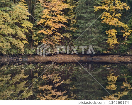 bright foliage mirrored on tranquil surface, colorful trees reflected in still dark water surface bright foliage mirrored on tranquil surface, colorful trees reflected in still dark water surface 134260174