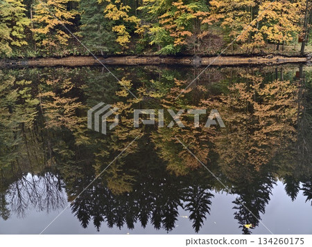 dark trees with vibrant fall, symmetrical depiction of autumn forest with moody tones and shapes 134260175