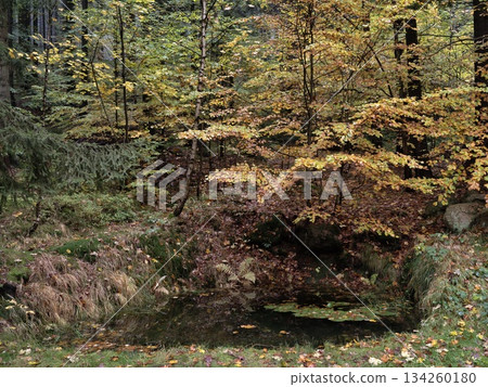 quiet forest with hidden secrets, serene natural setting with mosscovered rocks and foliage 134260180