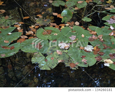 autumn leaves drift on tranquil pond, peaceful wetland scene with floating leaves and gentle ripples 134260181