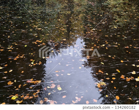 reflective pond with falling foliage, tranquil pond reflecting leafy trees and peaceful rippling reflective pond with falling foliage, tranquil pond reflecting leafy trees and peaceful rippling 134260182