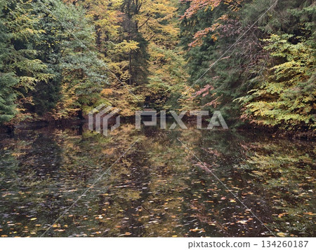 serene pond amid lush greenery, peaceful inlet featuring reflective surface and scattered fallen 134260187