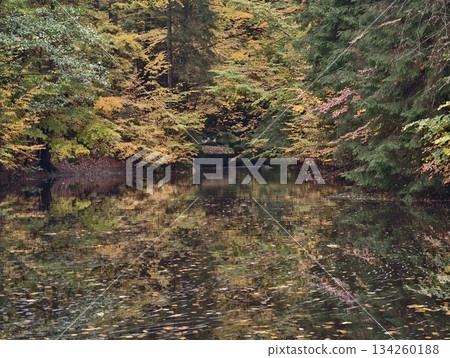 green woodland retreat, serene pine woodland with moss, lush forest ground adorned with moss 134260188