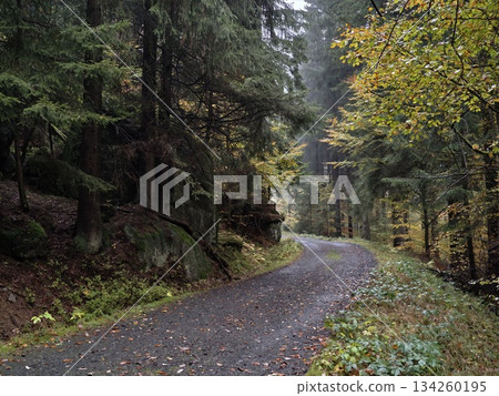 serpentine trail among aged pines, gloomy overcast illumination enhances mystery along forest trail serpentine trail among aged pines, gloomy overcast illumination enhances mystery along forest trail 134260195
