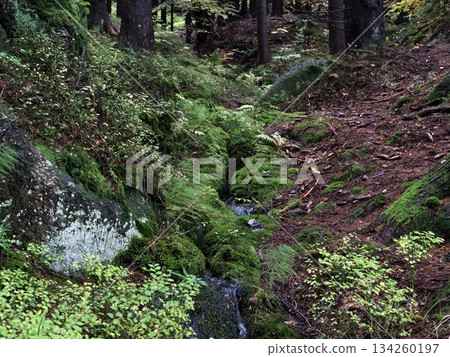 serene pathway in dense woods featuring soft ground cover and peaceful surroundings for reflection serene pathway in dense woods featuring soft ground cover and peaceful surroundings for reflection 134260197