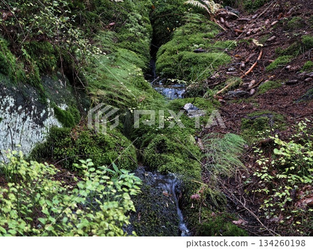 hidden natural niche, wild habitat with flowing water, shaded stream surrounded by lush plant life 134260198