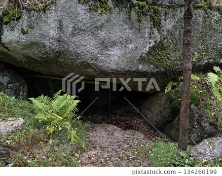 ancient cave with moss and ferns, shallow overhang filled with lush plants and textured stones ancient cave with moss and ferns, shallow overhang filled with lush plants and textured stones 134260199