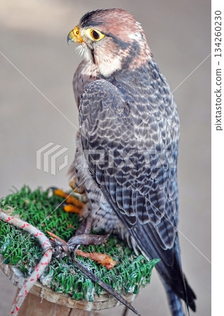 Ranner Falcon Ranner Falcon 134260230