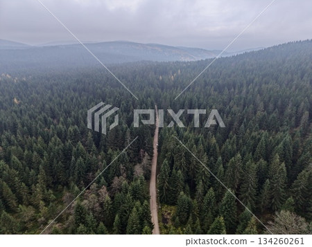 straight wooded avenue stretching into fog, symmetrical conifer canopy guides view into misty valley straight wooded avenue stretching into fog, symmetrical conifer canopy guides view into misty valley 134260261
