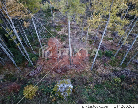 forest floor with birch trunks, mosscovered forest floor with scattered red leaves and solitary stone forest floor with birch trunks, mosscovered forest floor with scattered red leaves and solitary stone 134260262