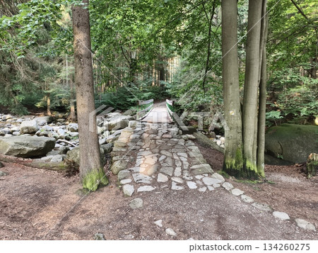 peaceful walk through wooded area, calm pathway journey surrounded by vibrant nature and soothing sounds peaceful walk through wooded area, calm pathway journey surrounded by vibrant nature and soothing sounds 134260275