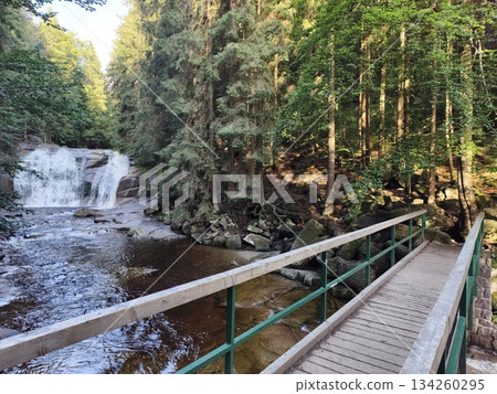 forest path guide, timber footpath winding past mosscovered trees toward scenic waterfall lookout 134260295