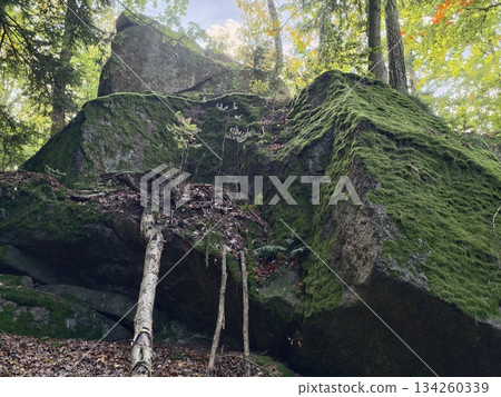 woodland shelter with moss, secluded forest nook under thick canopy featuring moss and lichens 134260339