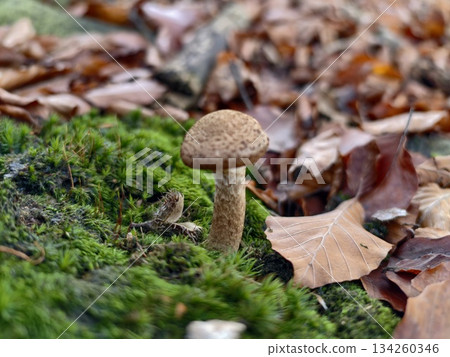 highresolution photograph depicting small brown bolete in natural forest environment for reference highresolution photograph depicting small brown bolete in natural forest environment for reference 134260346