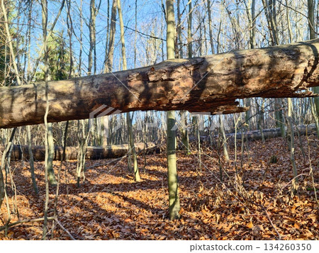 quiet forest floor during late autumn season, sunlit trail through leafladen woods with textured bark 134260350