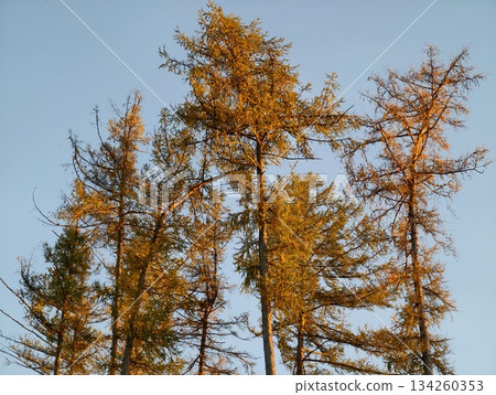 text to transform is currently missing, there is no original text available to generate variations 134260353