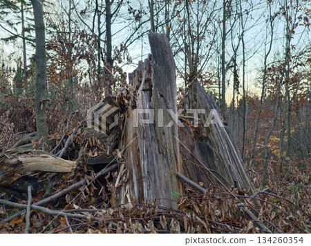 textured natural environment illustrating woodland hideaway with autumn hues and damp undergrowth textured natural environment illustrating woodland hideaway with autumn hues and damp undergrowth 134260354