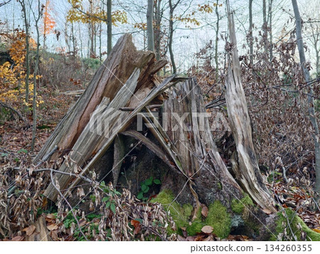 soothing woodland surroundings featuring mosscovered entrance and richly textured natural elements 134260355