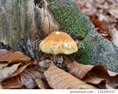 autumn forest fungi, vivid orange mushroom with textured cap and resilient stem in autumn forest scene autumn forest fungi, vivid orange mushroom with textured cap and resilient stem in autumn forest scene 134260357