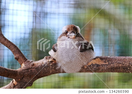 Rawai Kingfisher Rawai Kingfisher 134260390