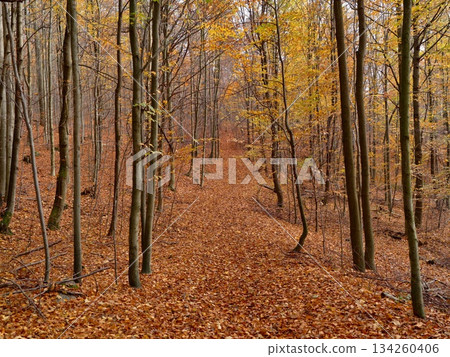 serene woodland pathway, quiet trail among slender trees, tranquil route lined with colorful autumn foliage serene woodland pathway, quiet trail among slender trees, tranquil route lined with colorful autumn foliage 134260406