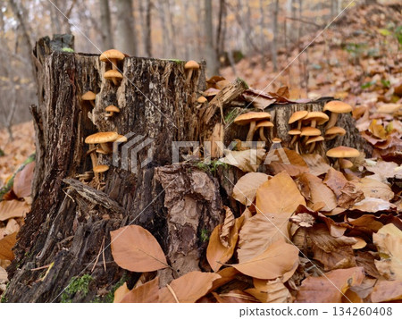 fungal growth scene, cluster of vivid orange mushrooms on decomposing tree trunk amid fallen leaves fungal growth scene, cluster of vivid orange mushrooms on decomposing tree trunk amid fallen leaves 134260408