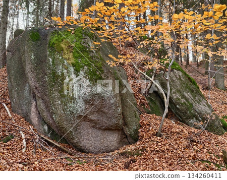 autumn woodland calm scene, serene woodland landscape featuring fallen leaves and gentle light 134260411