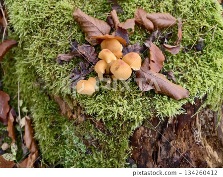 mossy stump with orange mushrooms in foraging scene damp bark and rich humus suggesting autumn harvest 134260412