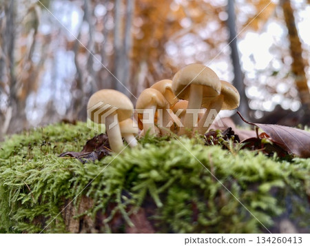 delicate toadstools sprouting from moss on log soft caps and slender stems in woodland 134260413